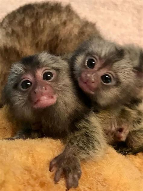 monos titi en venta|Monos en venta